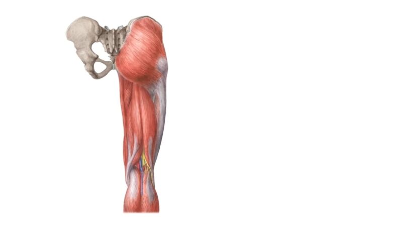 Glutes Muscle