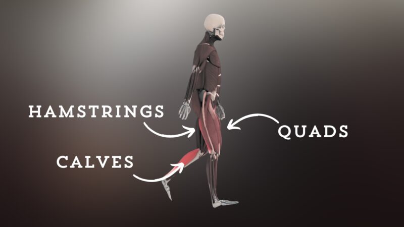 Muscles Used in Walking